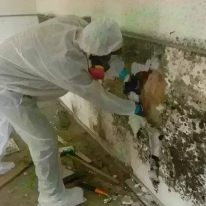 Mold Remediation and Removal in Manchester, WI